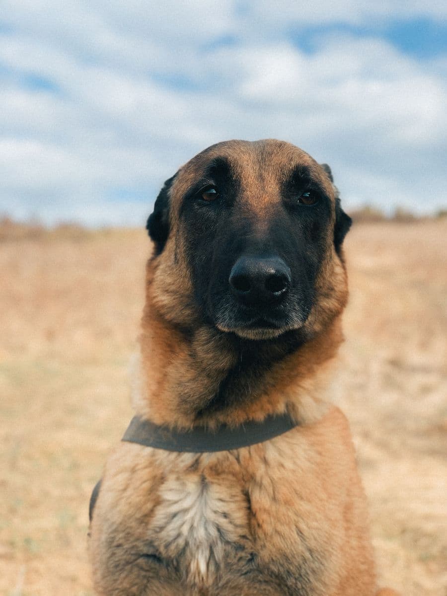 Belgian Malinois portrait