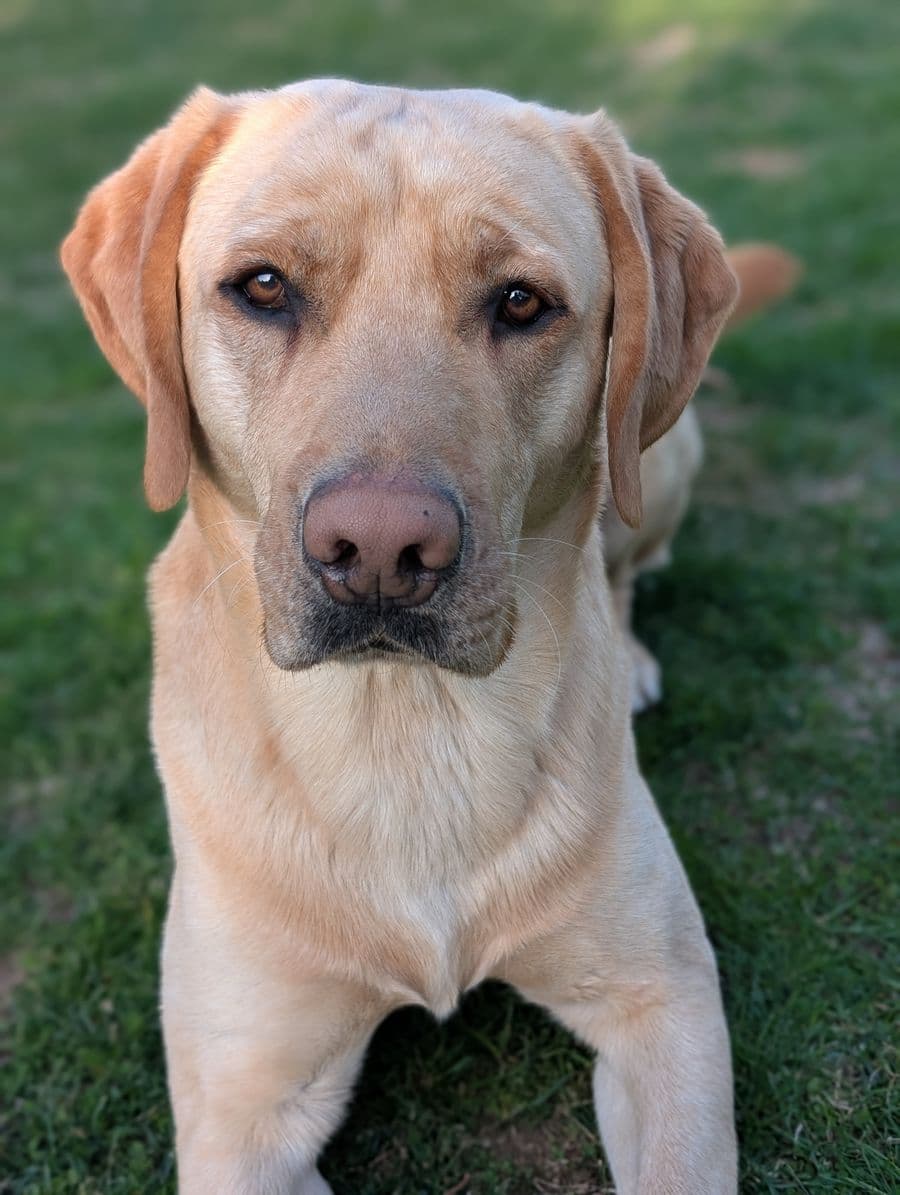 Detection dog focused during a field exercise