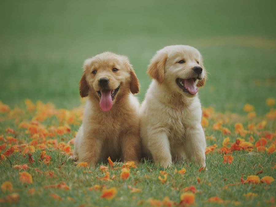 Future breeding prospect puppies