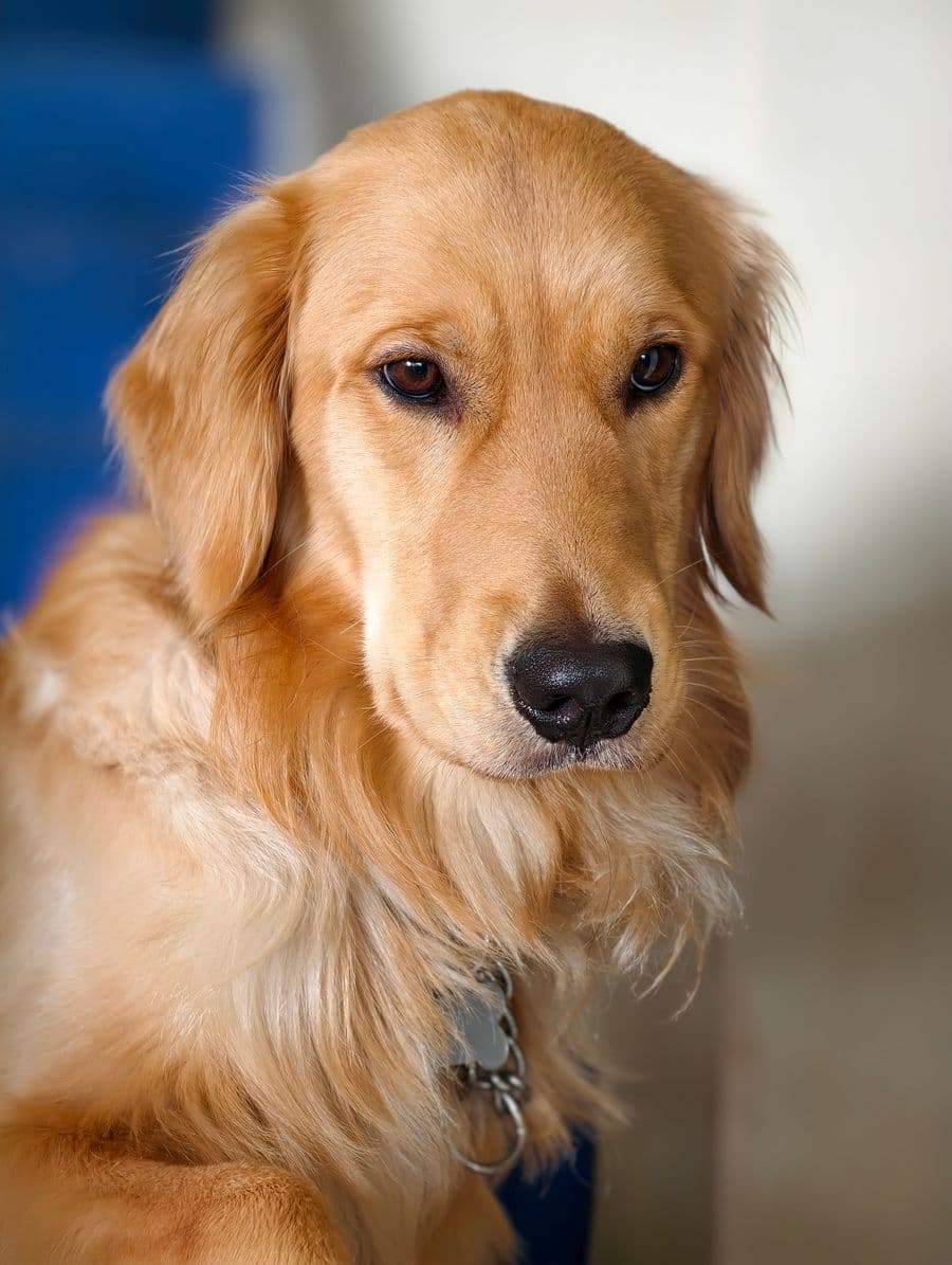 Therapy and health detection dog