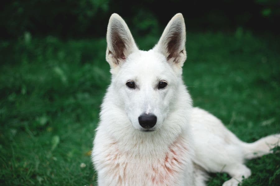 White German Shepherd portrait