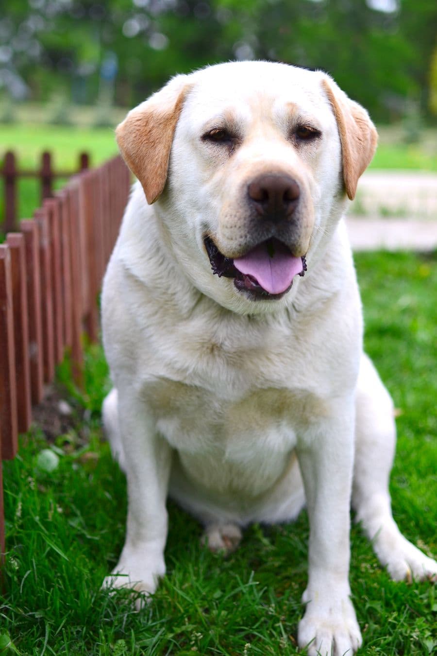 Working Line Labrador Retriever portrait